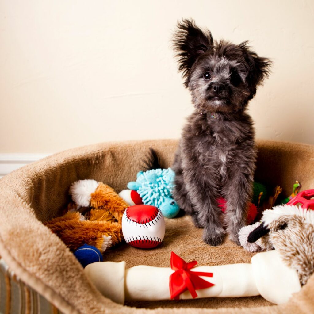 Money saving tips for dog owners