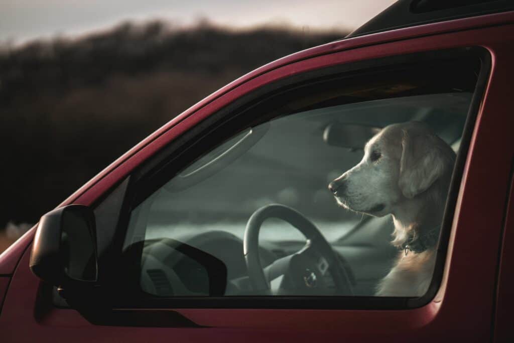 Traveling with dogs