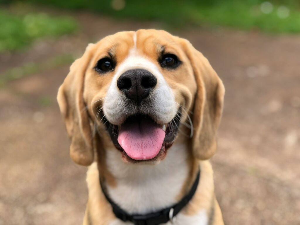 common items that dangerous for your dog