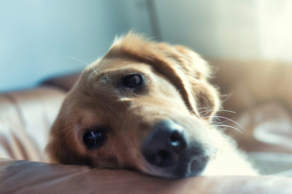 dogs with separation anxiety
