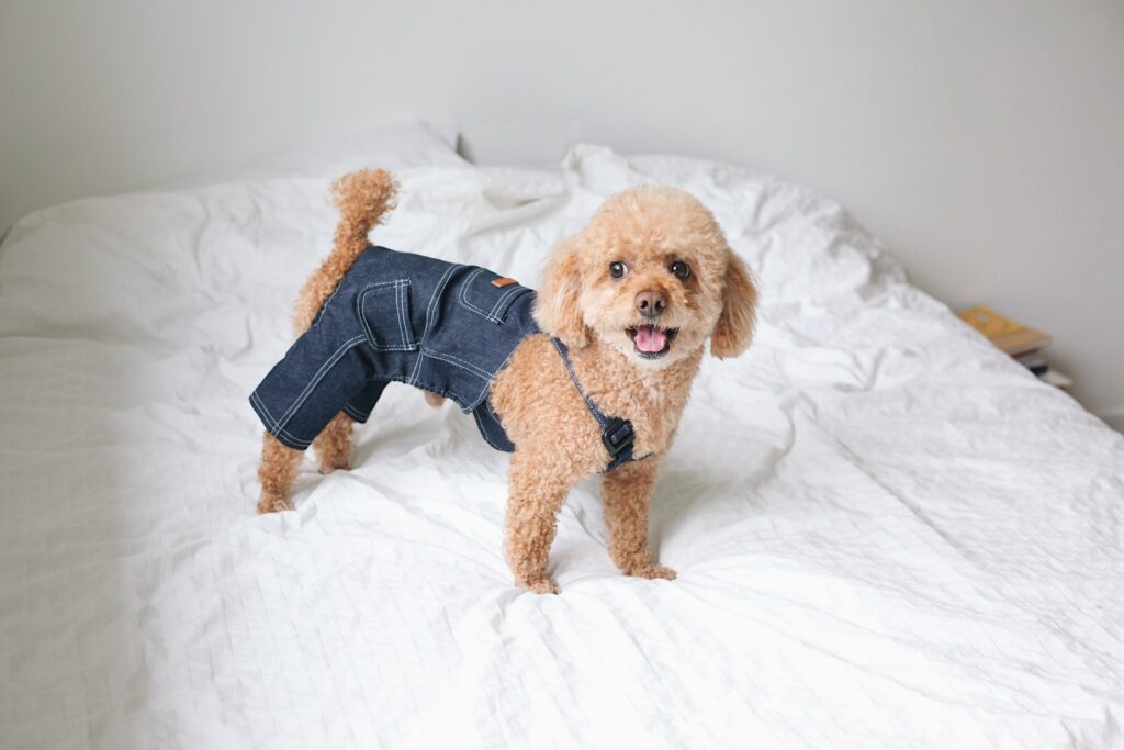 silly dog trends