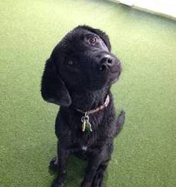 labrador puppy looking up at owner
