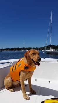 yellow lab on a boat in life vest