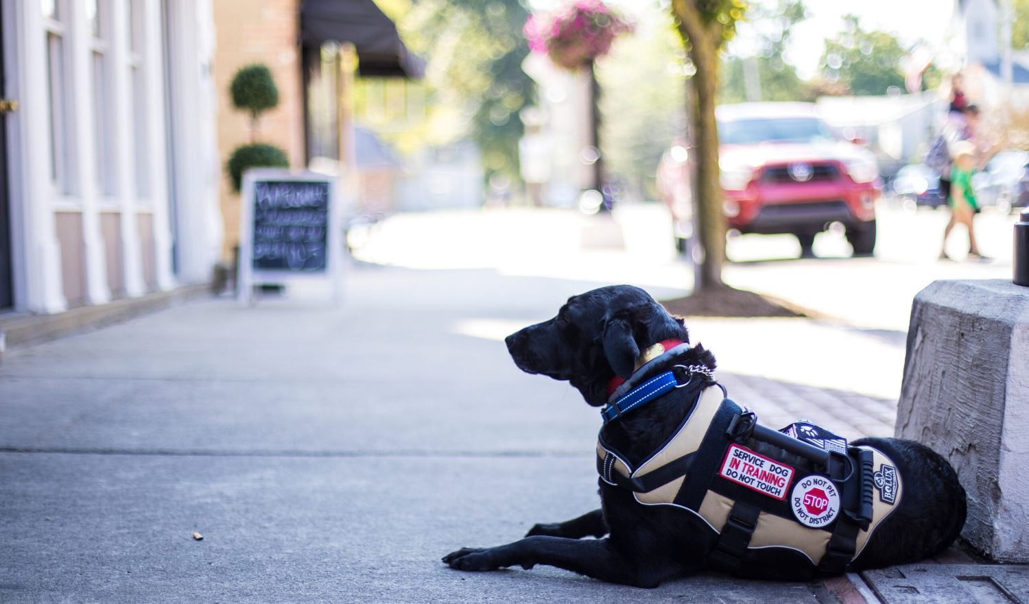 service-dog-in-training-waiting.jpg