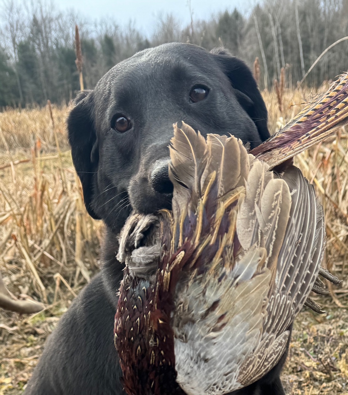 labrador retriever holding downed waterfowl